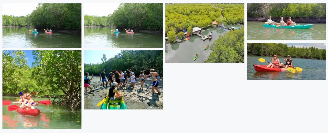 Mangrove tour by kayaking - Image 2