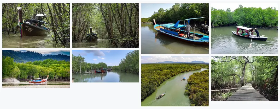 Mangrove tour by boat - Image 2