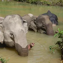 Jungle Walk with Elephants HALF DAY