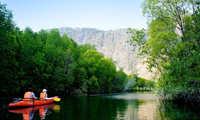 Mangrove tour by kayaking